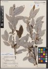Foto von Salix dibapha C. K. Schneid.